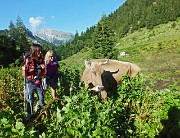 11 Mucca  dello Sperandio al pascolo 